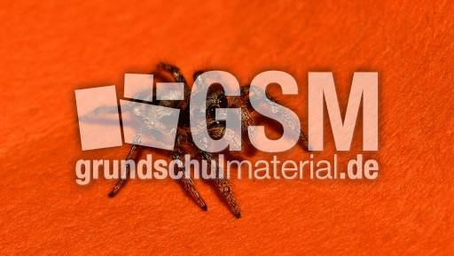 Springspinne (7).jpg